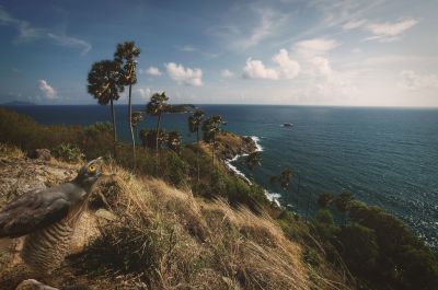 Schopfhabicht - Cape Promthep, Phuket, Thailand