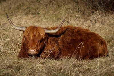 Schottisches Hochlandrind / Highland Cattle