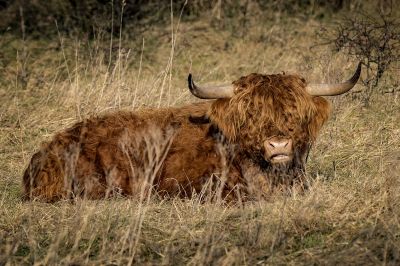 Schottisches Hochlandrind / Highland Cattle