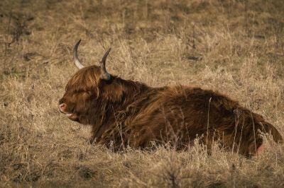 Schottisches Hochlandrind / Highland Cattle