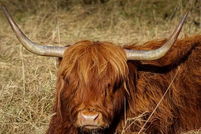 Schottisches Hochlandrind / Highland Cattle