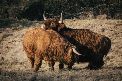 Schottisches Hochlandrind / Highland Cattle