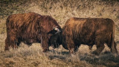 Schottisches Hochlandrind / Highland Cattle