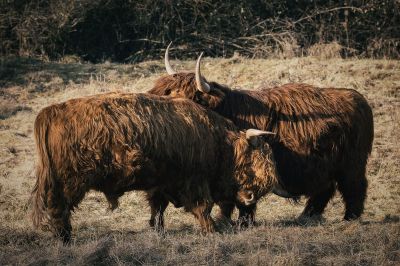 Schottisches Hochlandrind / Highland Cattle
