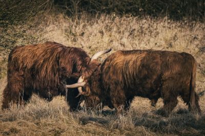 Schottisches Hochlandrind / Highland Cattle