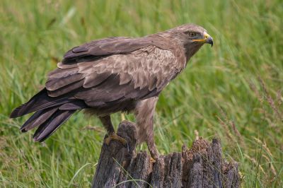 Schreiadler / Lesser Spotted Eagle