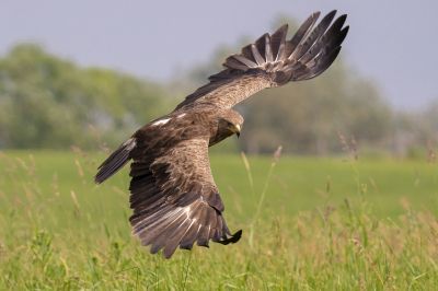 Schreiadler / Lesser Spotted Eagle