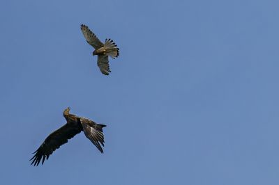 Turmfalke vs. Schreiadler  / Common Kestrel vs. Lesser Spotted Eagle