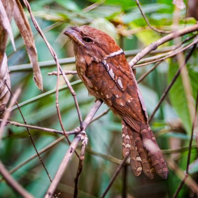 Schuppenfroschmaul / Gould's Frogmouth