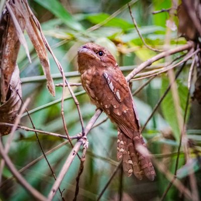 Schuppenfroschmaul / Gould's Frogmouth