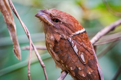 Schuppenfroschmaul / Gould's Frogmouth