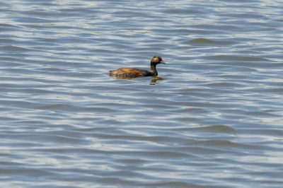 Schwarzhalstaucher / Black-necked Grebe