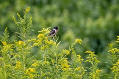 Schwarzkehlchen / European stonechat