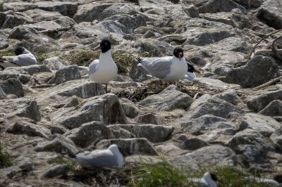 Schwarzkopfmöwe / Mediterranean Gull