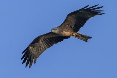 Schwarzmilan / Black Kite