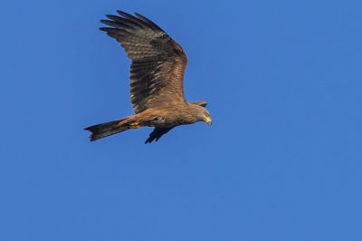 Schwarzmilan / Black Kite