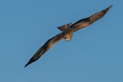 Schwarzmilan / Black Kite