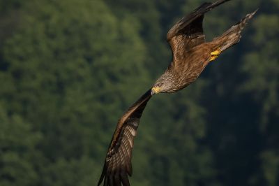 Schwarzmilan / Black Kite