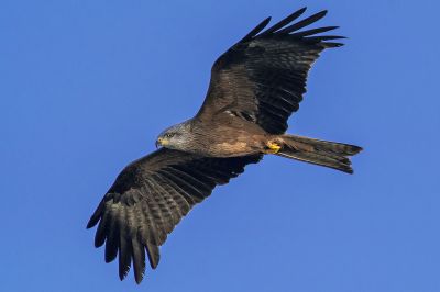 Schwarzmilan / Black Kite