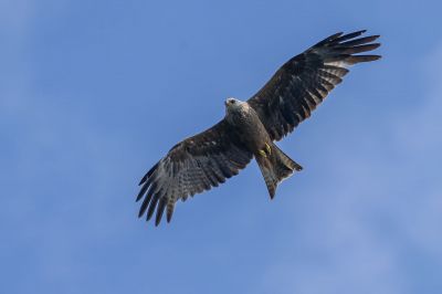 Schwarzmilan (juv) / Black Kite