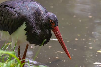 Schwarzstorch / Black Stork