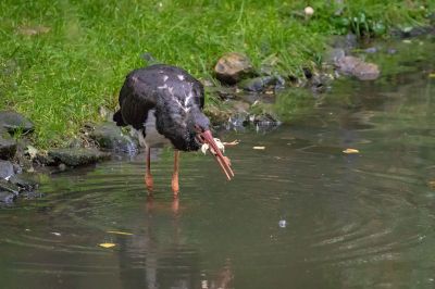Schwarzstorch / Black Stork