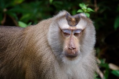 Nördlicher Schweinsaffe / Northern pig-tailed Macaque