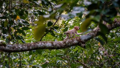 Nördlicher Schweinsaffe (J) / Northern pig-tailed Macaque