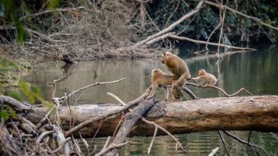 Nördlicher Schweinsaffe (M,W&J :-) / Northern pig-tailed Macaque