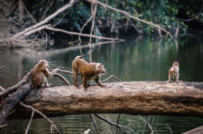 Nördlicher Schweinsaffe / Northern pig-tailed Macaque