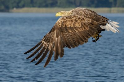 Seeadler / White Tailed Eagle