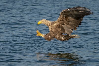 Seeadler / White Tailed Eagle