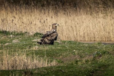 Seeadler / White Tailed Eagle