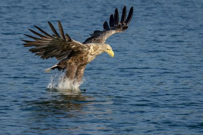 Seeadler / White-tailed Eagle - Eagle of the rain  - Gray Eagle - White-tailed Sea-eagle