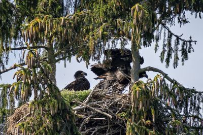 Seeadler (juv) / White-tailed Eagle - Eagle of the rain  - Gray Eagle - White-tailed Sea-eagle