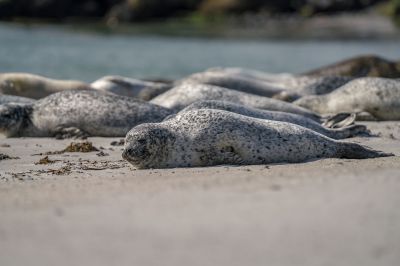 Seehund / Harbor Seal - Common Seal