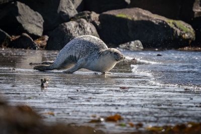 Seehund / Harbor Seal - Common Seal