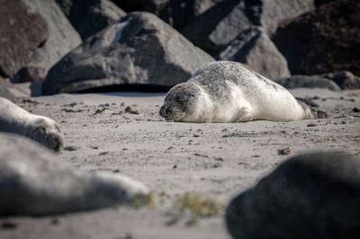 Seehund / Harbor Seal - Common Seal