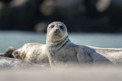 Seehund / Harbor Seal - Common Seal