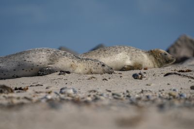 Seehund / Harbor Seal - Common Seal