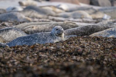 Seehund / Harbor Seal - Common Seal