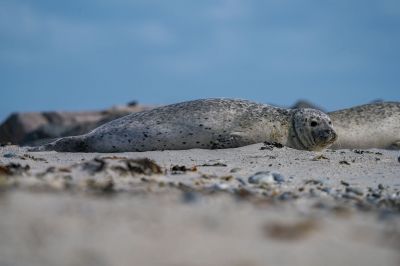 Seehund / Harbor Seal - Common Seal