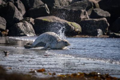 Seehund / Harbor Seal - Common Seal