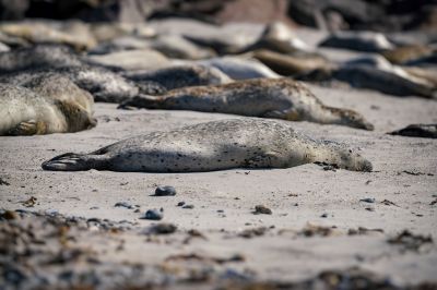 Seehund / Harbor Seal - Common Seal