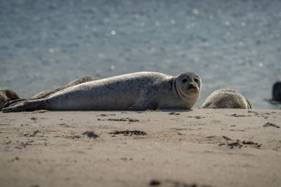 Seehund / Harbor Seal - Common Seal