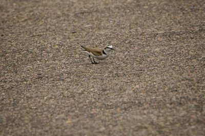 Seeregenpfeifer / Kentish Plover