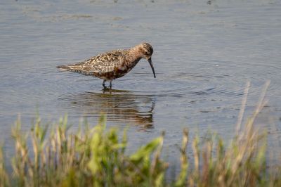 Sichelstrandläufer / Curlew Sandpiper