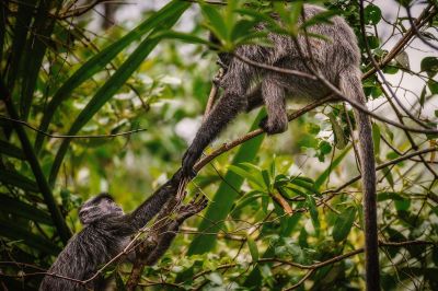 Silberner Haubenlangur / Silvery Langur - Silvery Lutung - Silvered Leaf Monkey