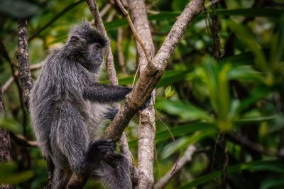 Silberner Haubenlangur / Silvery Langur - Silvery Lutung - Silvered Leaf Monkey