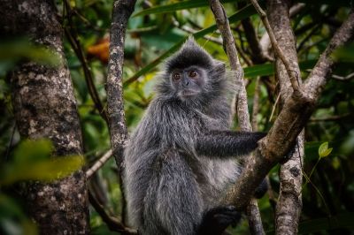 Silberner Haubenlangur / Silvery Langur - Silvery Lutung - Silvered Leaf Monkey